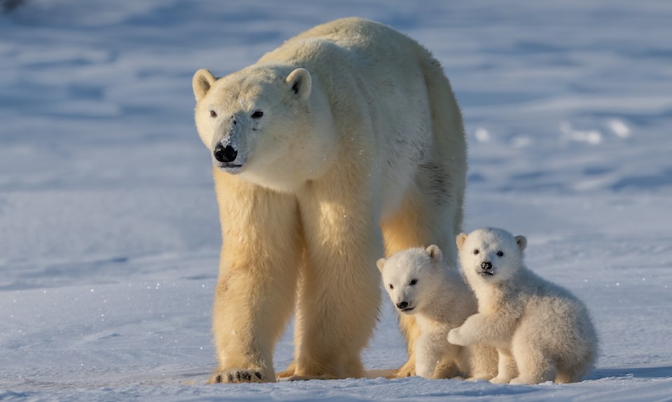 canadian-wildlife-most-popular-world-polar-bear-mother-and-cubs