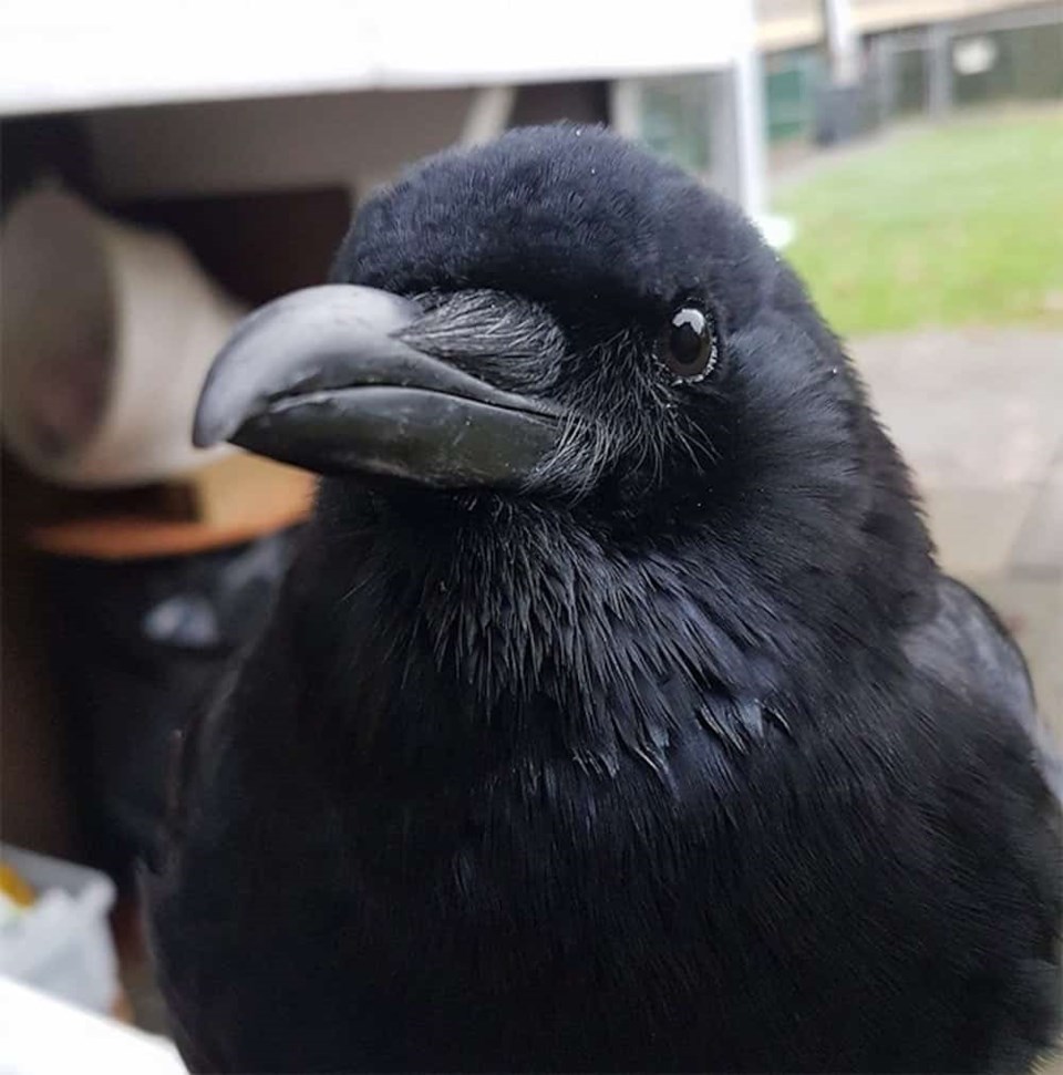 canuck-the-crow