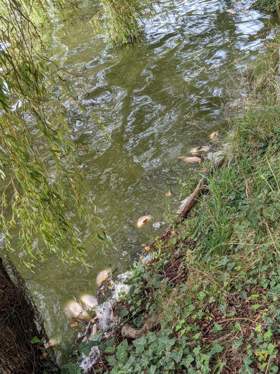 Carp Lost Lagoon