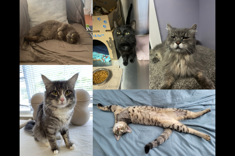These cats are all in need of a home and are in Metro Vancouver. From top left, clockwise: Grey Catsby, Mr Happy, Maude, Jinx and Theodore.
