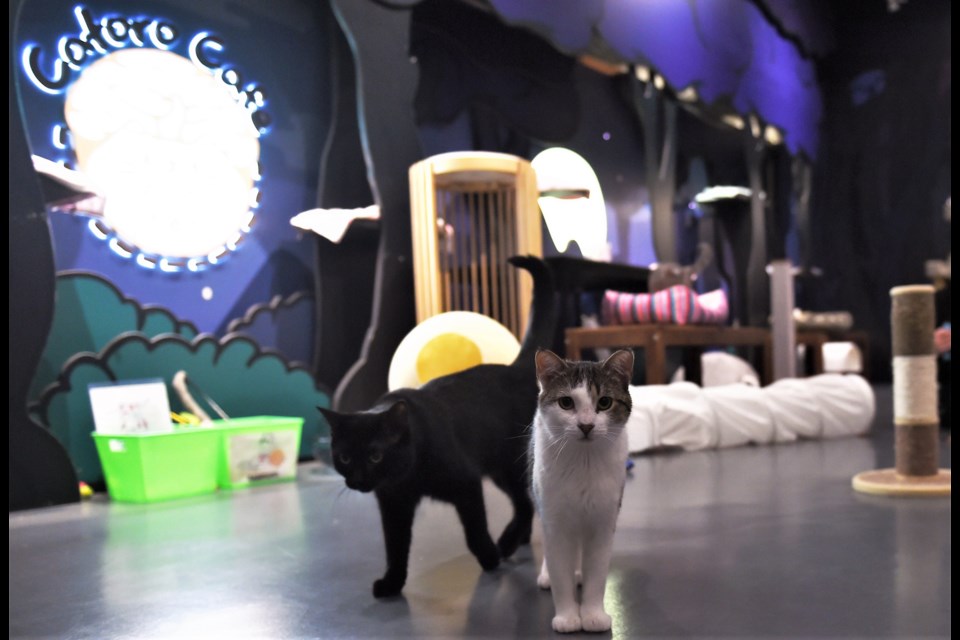 Catfé - Bar de Gatinhos Fofinhos em Vancouver - Voyage Vip