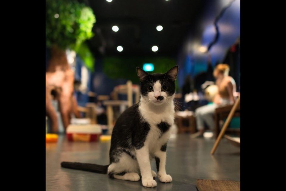 Catoro cat cafe is facing closure if they can't raise money in the next 60 days.