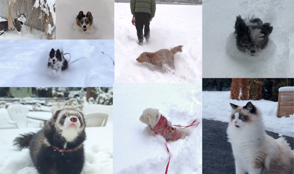 Cute videos of dogs and cats exploring snow in Vancouver - Vancouver Is  Awesome