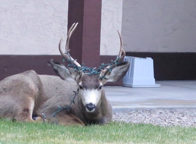 ChristmasLights-Deer