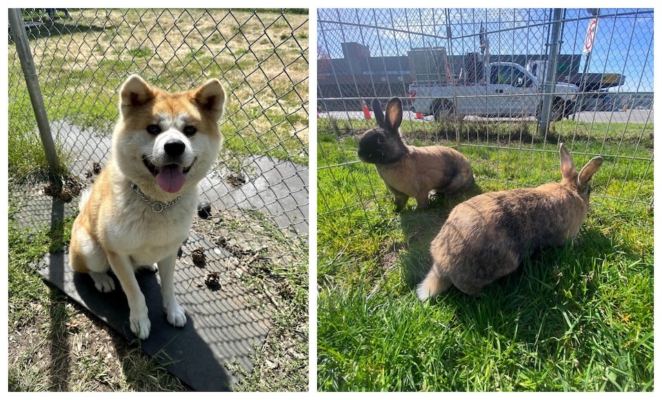 The City of Vancouver's adoptable animals program allows you to adopt different animals, including cute dogs from a variety of breeds.