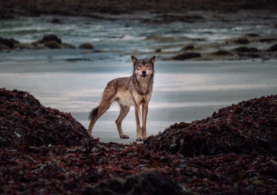 Coastal_Wolf_Alpha_Male_Image1_by_Maxwel_Hohn