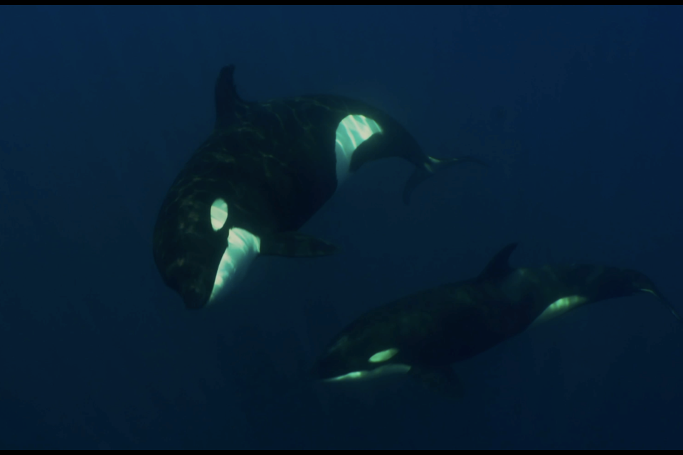 Vanessa Prigollini, the filmmaker behind 'Contrasts' hopes to foster a sense of empathy towards whales and dolphins in captivity. 