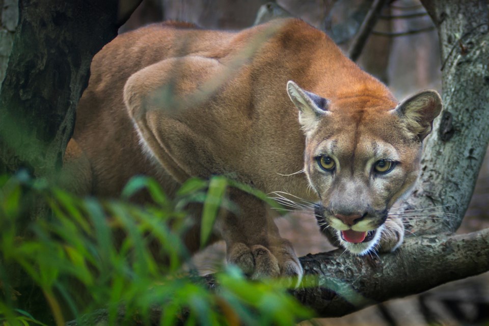 cougar sighting coquitlam GettyImages-469355228