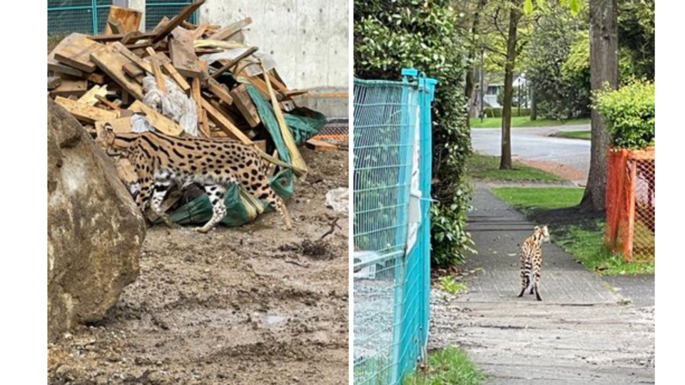 cougar sighting savannah cat