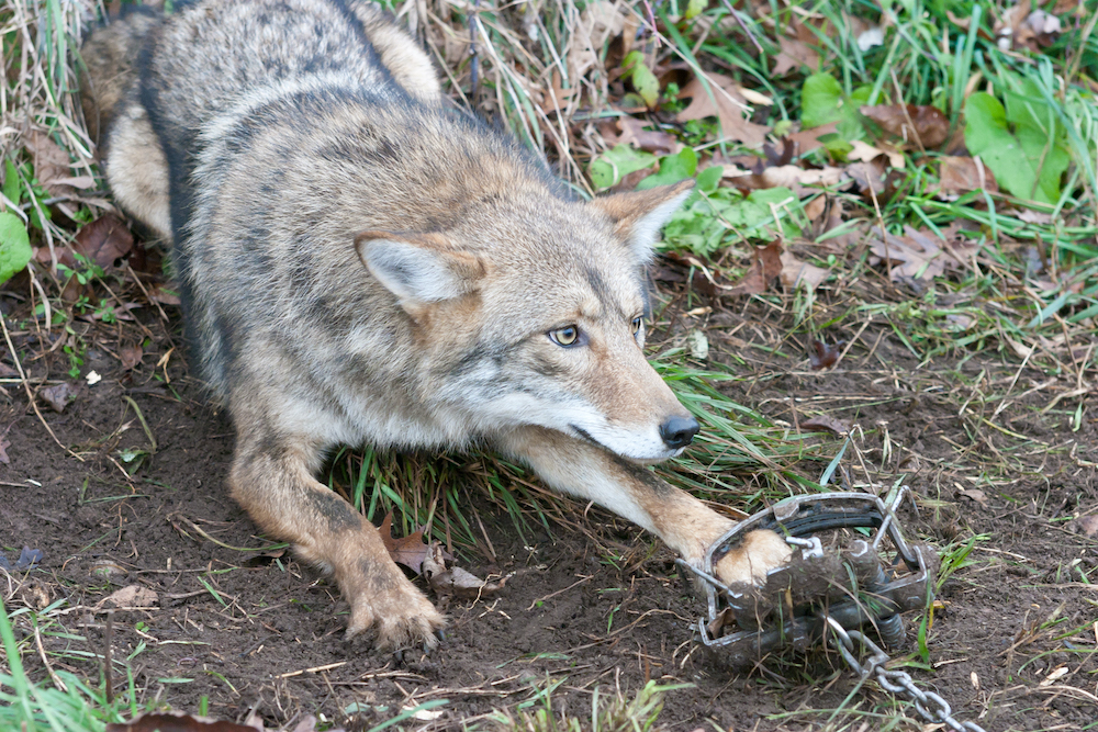 The BCCOS put traps in Stanley Park to catch coyotes - Vancouver