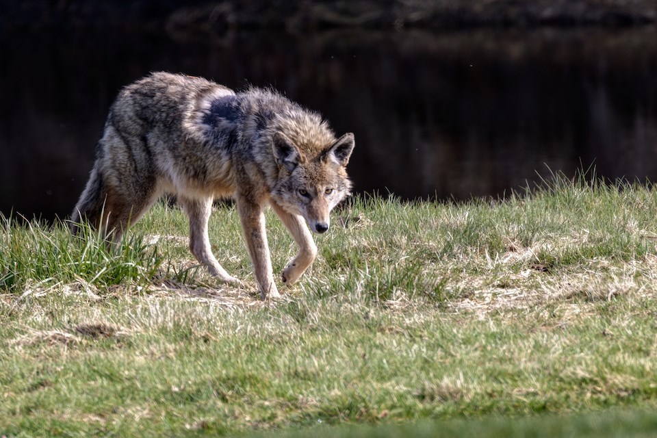 coyote-metro-vancouver-april-2024