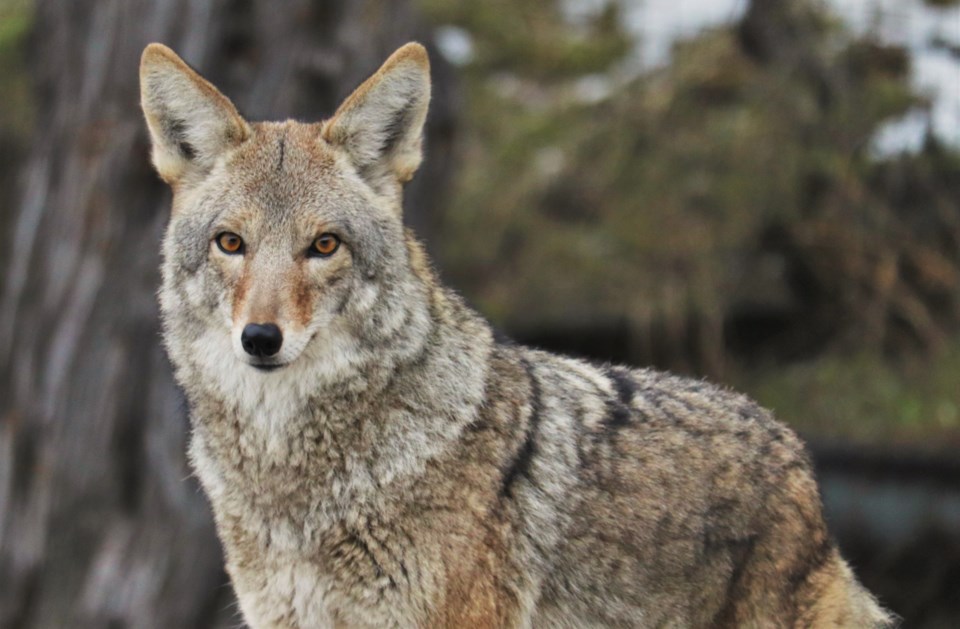 coyote1-crop