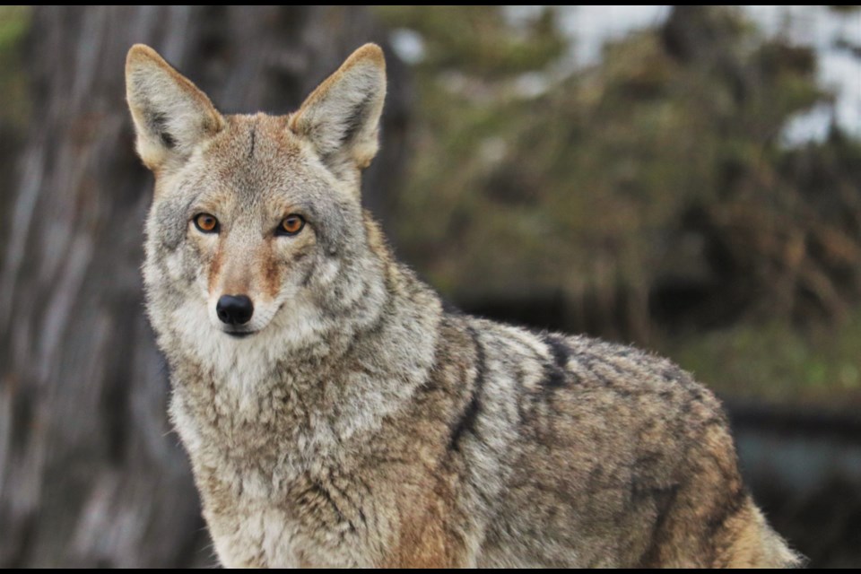 Amendments have been approved to allow park rangers to fine people feeding coyotes and other animals.