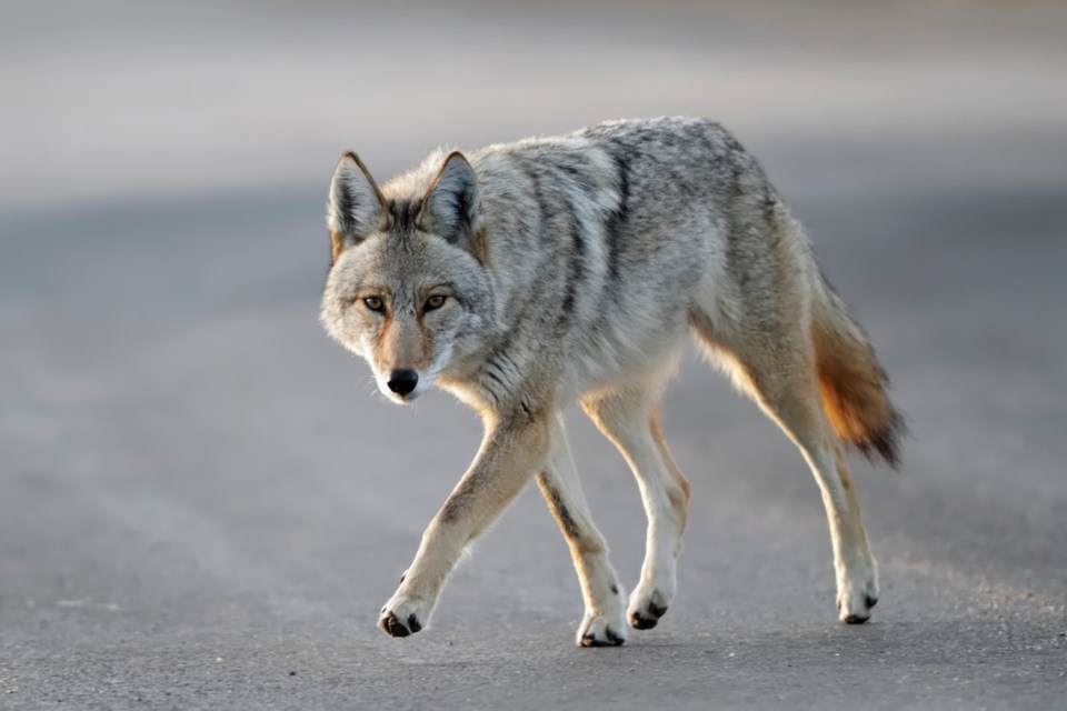 Coyote_DavidCStephens_GettyImages-124482916