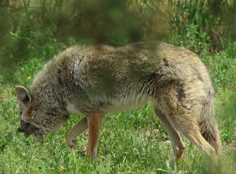 coyoteme2