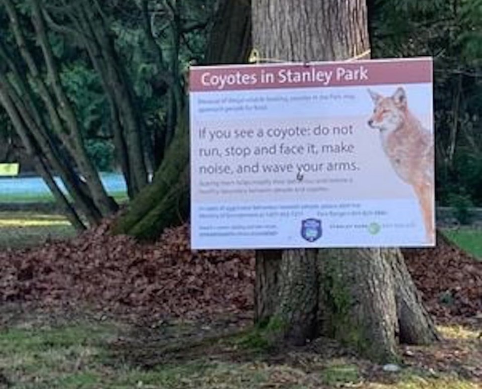 coyotes-in-stanley-park