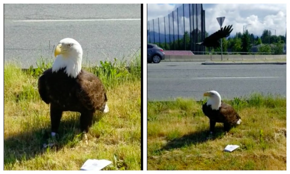 crow-dive-bombing-eagle-metro-vancouver