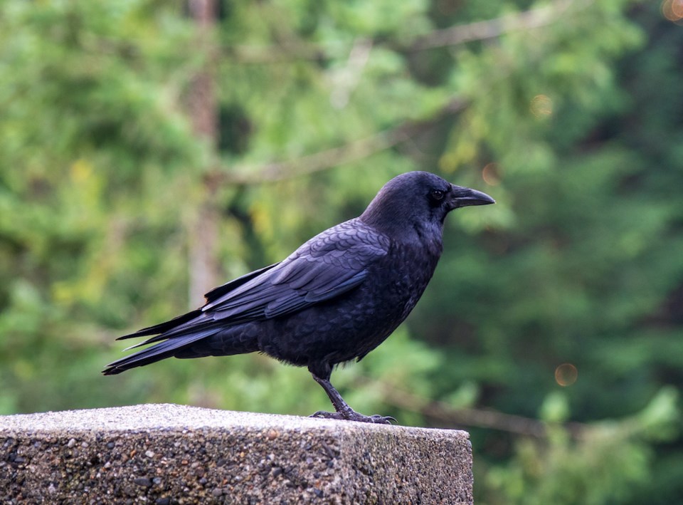 crow-stock-image