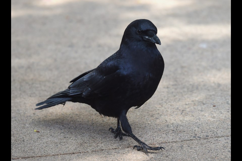 A survey of humans in Vancouver found they're (mostly) fans of crows.