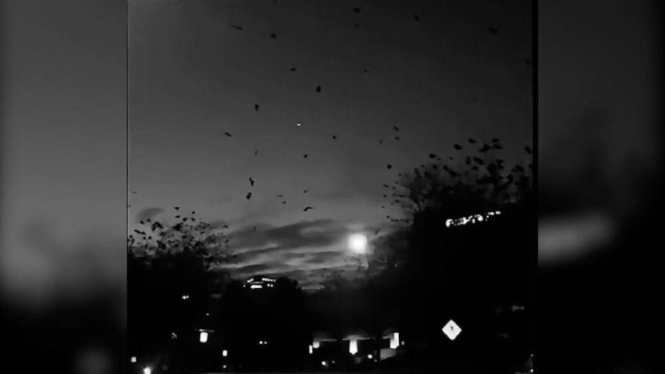 crows-flying-murder-metro-vancouver-burnaby-video