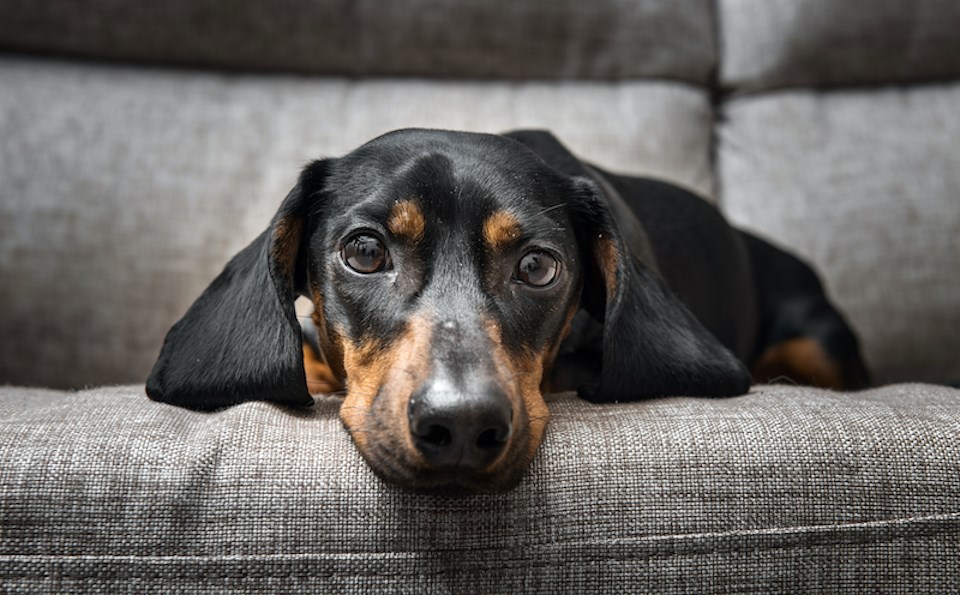 cute-dog-on-couch