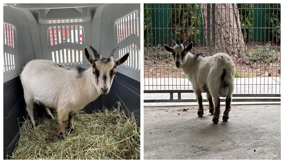 The BC SPCA says the goat escaped from a barn in Metro Vancouver by scaling the side of the enclosure. Here's what to do if you spot him outside.
