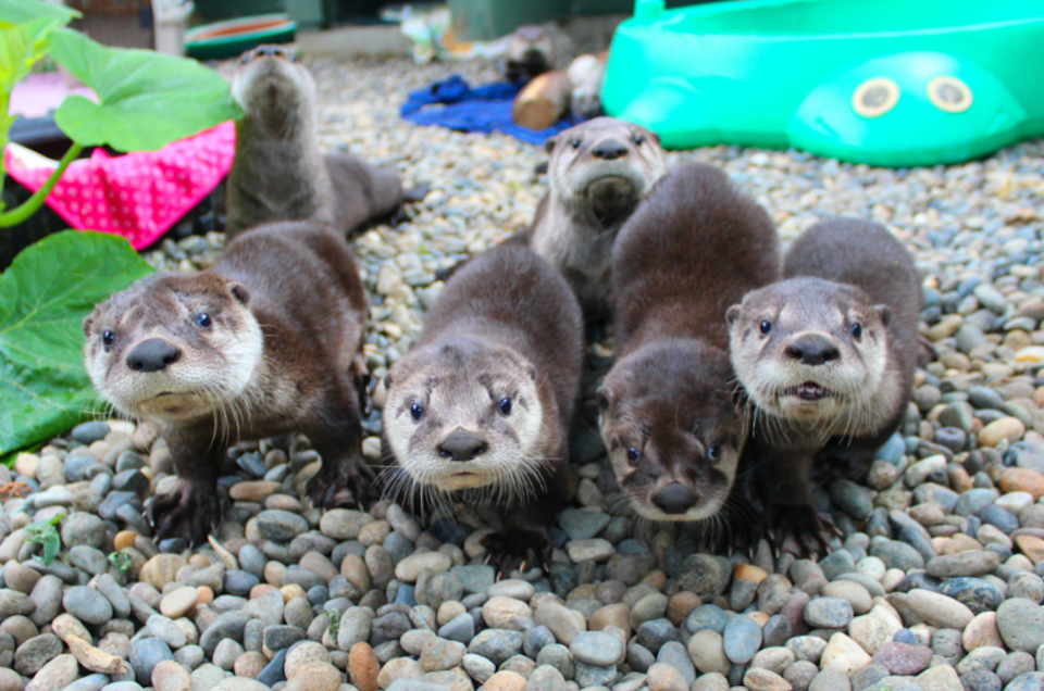 cute-otters-critter-care-wildlife.jpg