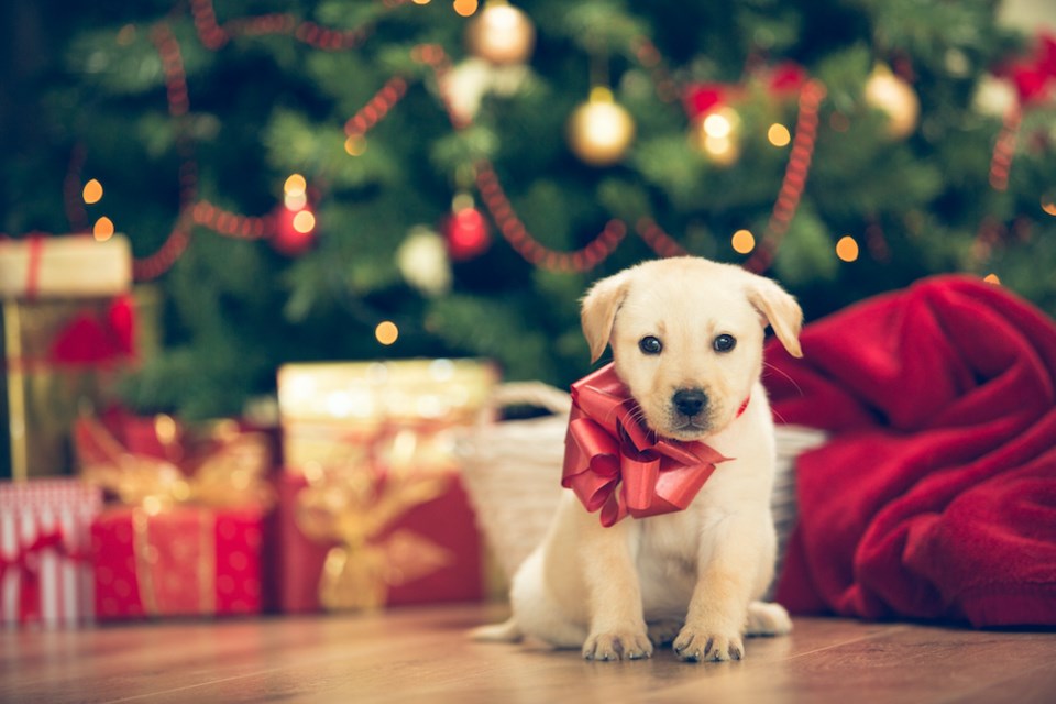 cute-puppy-red-bow