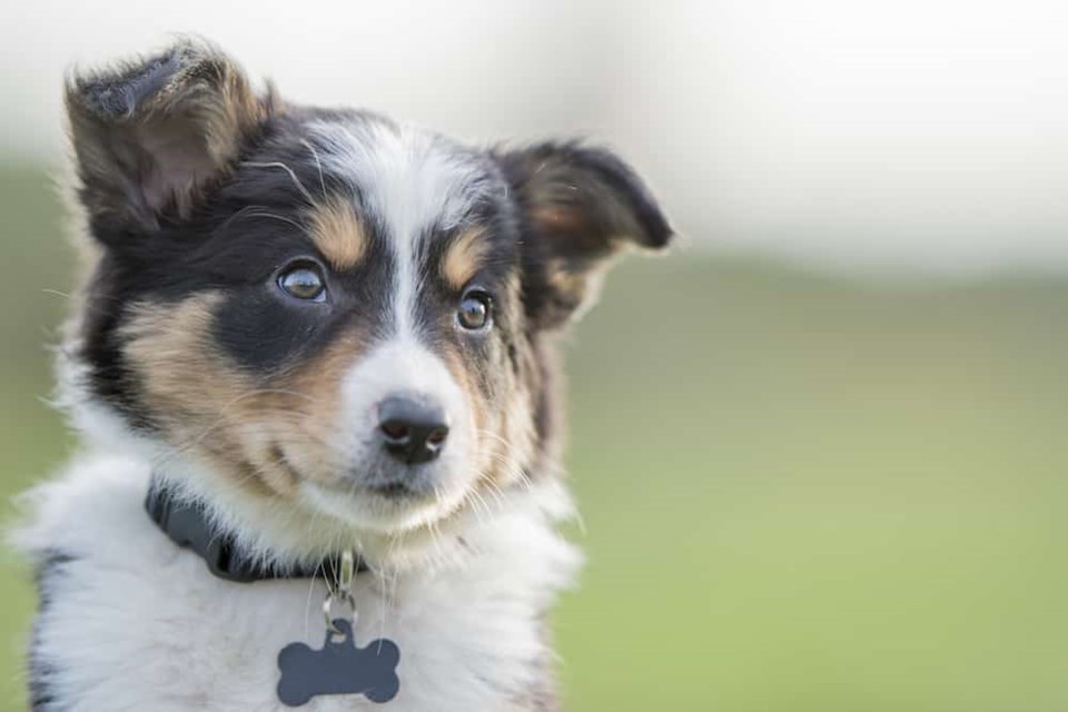 cute-puppy-with-bone-collar