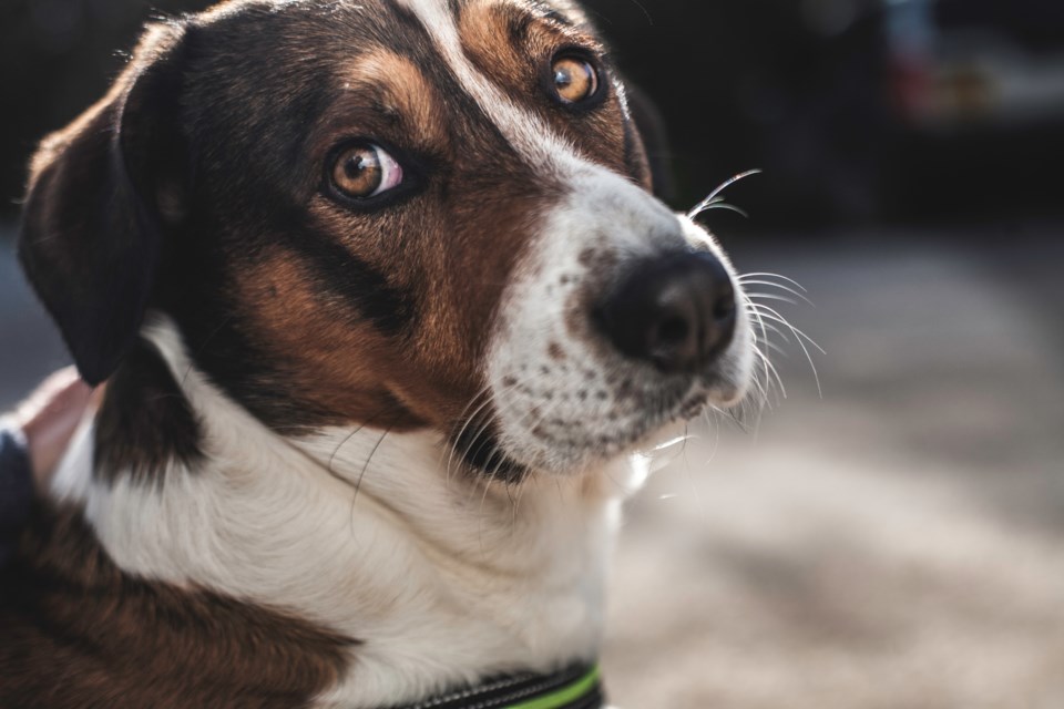 cutedog-Enrique-Diaz-GettyImages-943117872