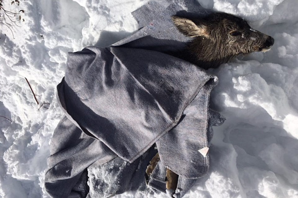 deer-blankets-snow-vernon-full-width-animal