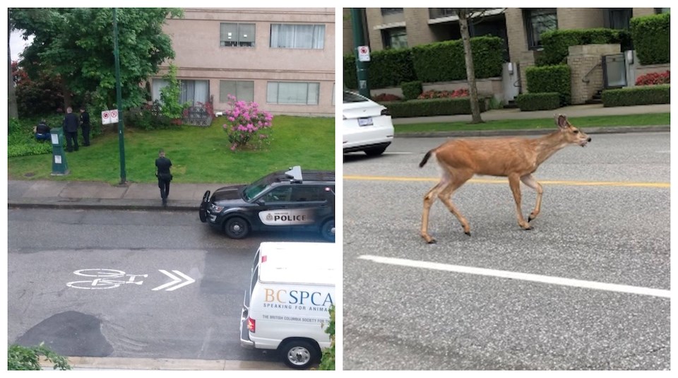 A deer in Vancouver, BC died after it collided with a vehicle in June 2022. The BC Conservation Officers Service handles matters pertaining to wildlife. 