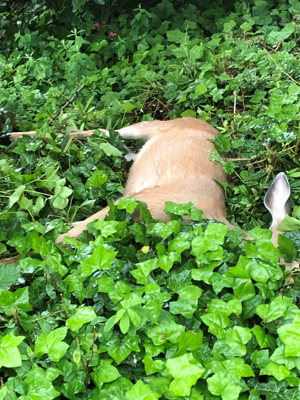 deer-lays-dead-green-brush