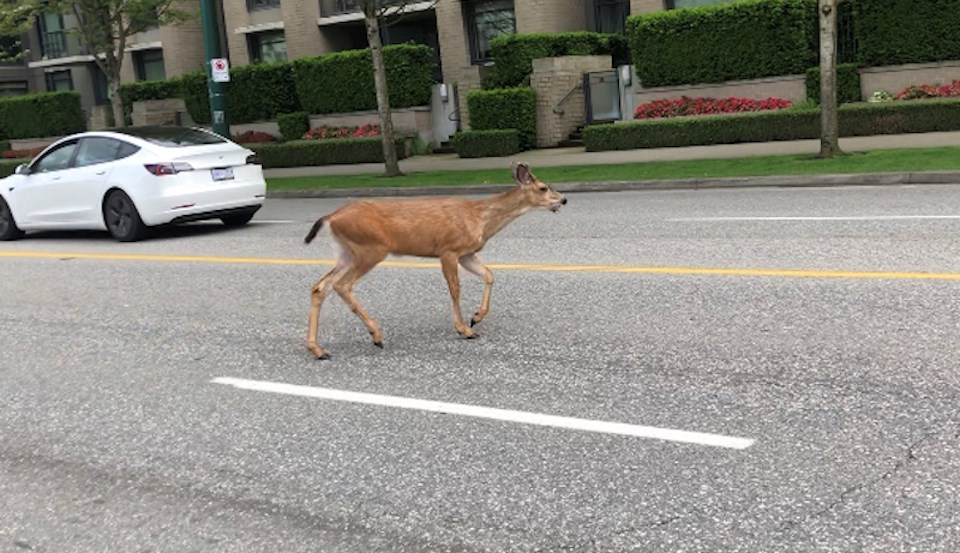 deer-runs-traffic-vancouver-sunday
