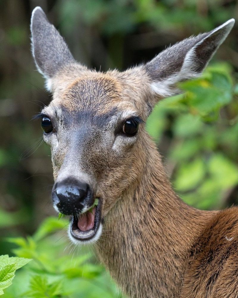 deer-vancouver