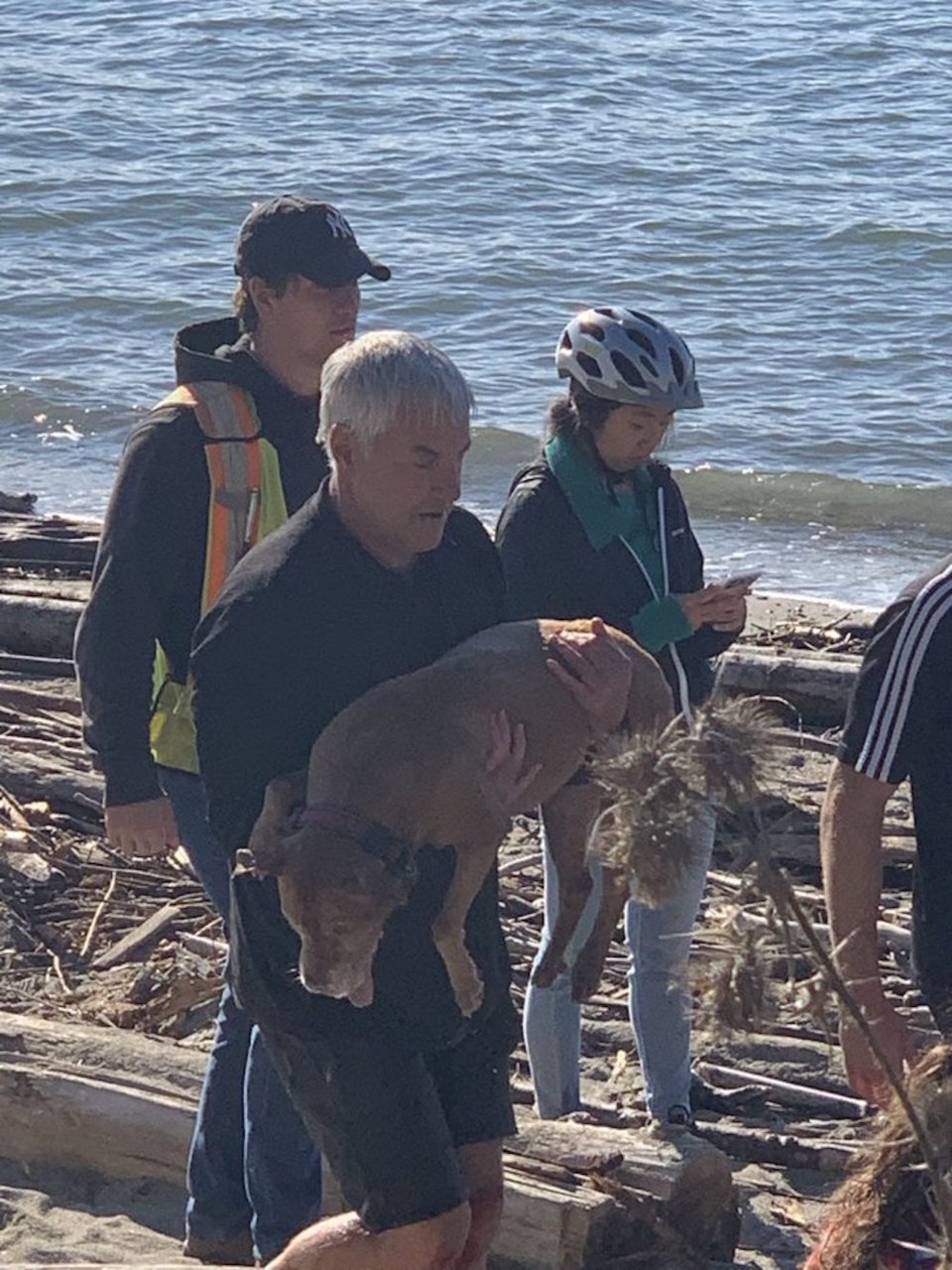 dog-being-carried-from-ocean