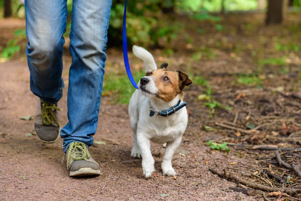 dog-looks-at-owner