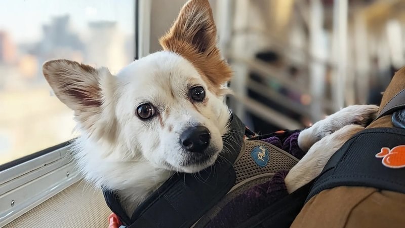 Dog on a bus