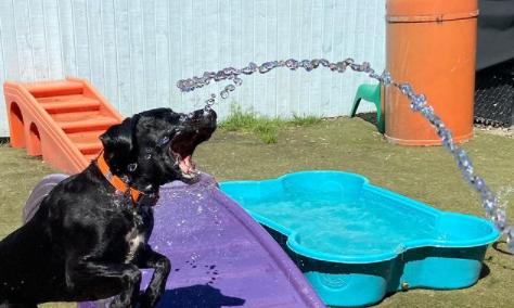 Dog playing in water