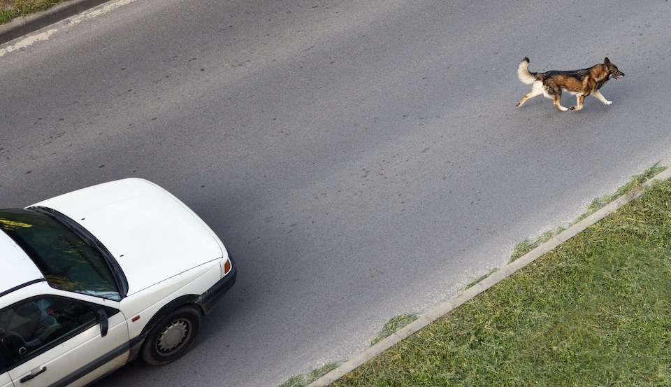 dog-runs-in-front-of-car