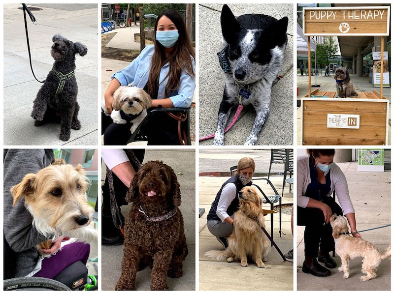 A few of the 'furry recruits' in the dog therapy program