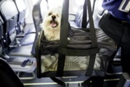 Are Emotional Support Dogs Allowed In Apartments