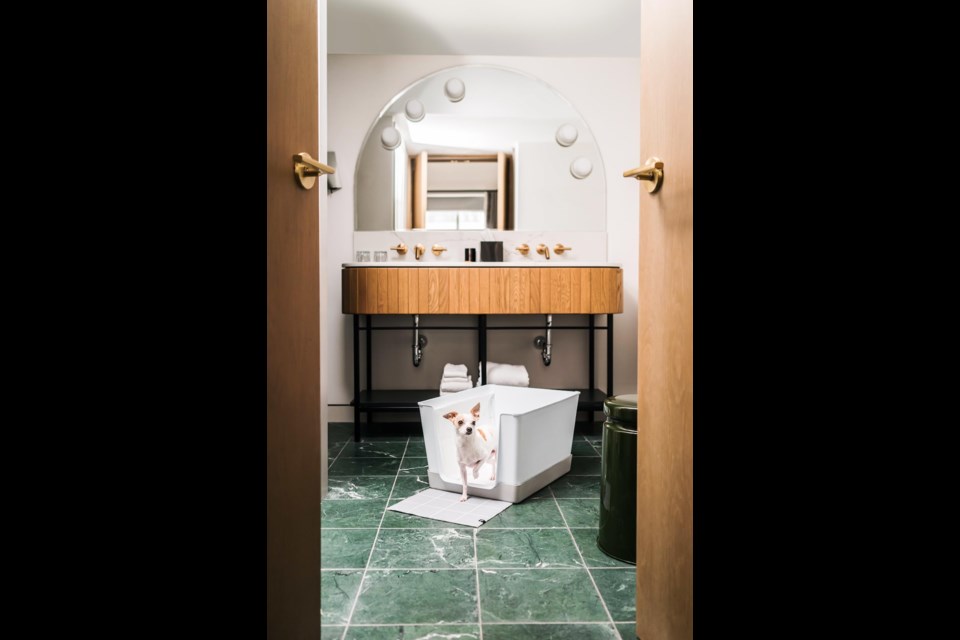 The litter box for dogs is a new amenity at this boutique hotel in Toronto.