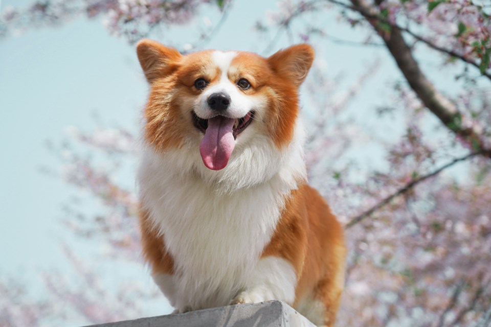 dogoutside