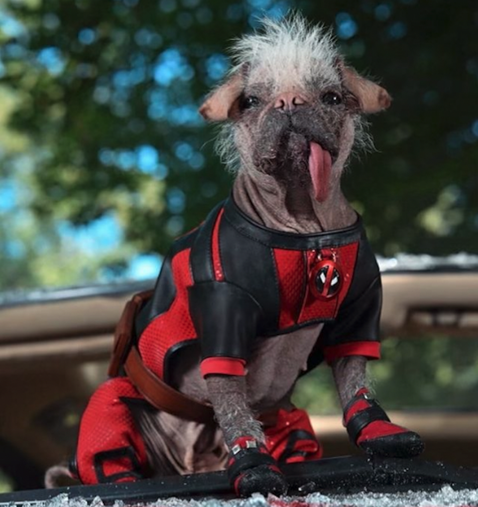 Deadpool 3' star Ryan Reynolds reveals Dogpool will be in sequel