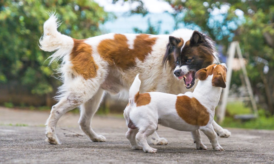 dogs-fighting-park-brown-and-white
