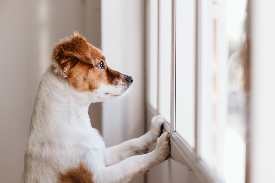 Dogwaiting-EvaBlanco-GettyImages-1213207280