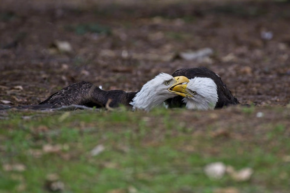 A pair of eagles battling on the ground Jericho Beach Park.