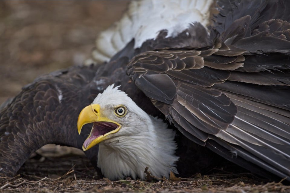 Check out photos of 2 bald eagles fighting in Vancouver soil - Vancouver Is  Awesome