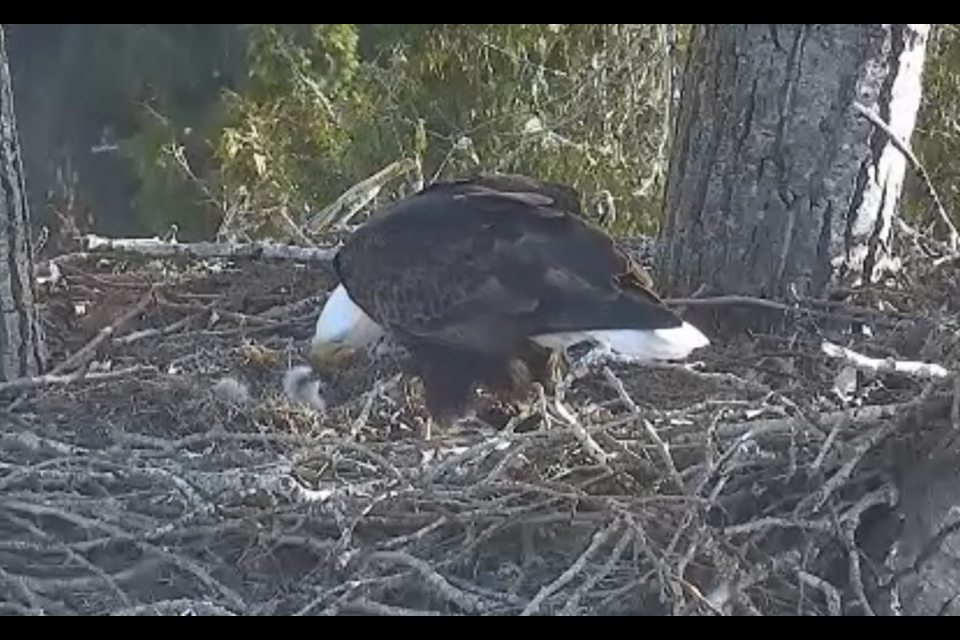 The eagle family feeding and resting together.